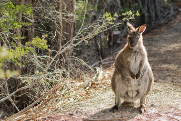 Red-necked wallaby standing on forest ground in the sun, afternoon in Tasmania, Australia  © sasimoto