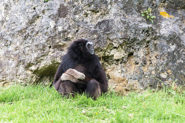 Lar gibbon, white-handed gibbon, monkey sitting alone
