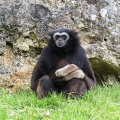 Lar gibbon, white-handed gibbon, monkey sitting alone