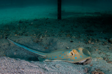 Bluespotted Stingray