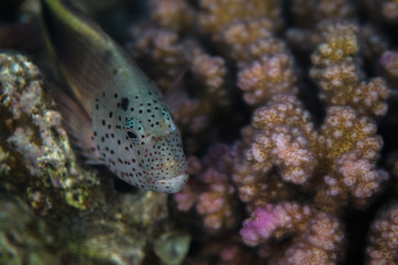 Naklejka na ściany i meble Reef fish