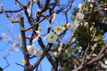 White plum