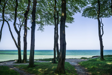 Ostsee Ausblick am Waldrand bei Heligendamm im Frühling
