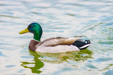 The mallard duck swimming in a pond at Bassin  Octogonal in Tuileries Garden at Paris, France.