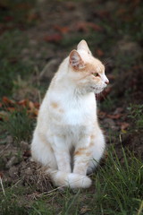 Obraz premium White peach coloured cat sitting in grass. Domestic animal.