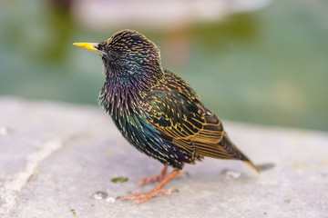 Close up shot of The common starling (Sturnus vulgaris), also known as the European starling at  Bassin Octogonal  in Tuileries Garden at Paris, France.