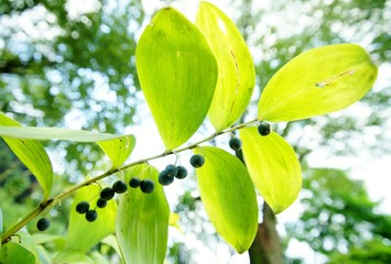 アマドコロの実