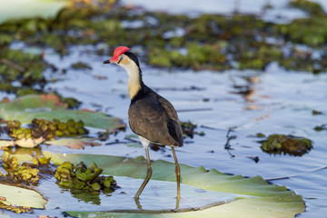 Comb-crested Jacana on a water lily