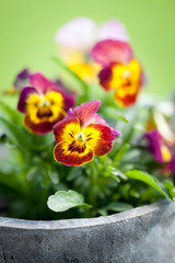 Pansies