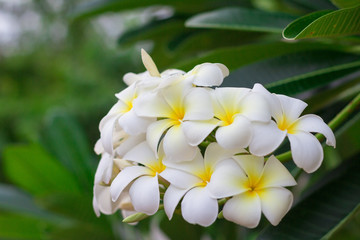 Fototapeta na wymiar White Plumeria or frangipani in the garden. Plumeria flowers in nature