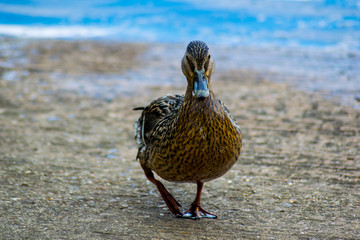Walking Duck 