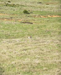 Cheetah in the Grass