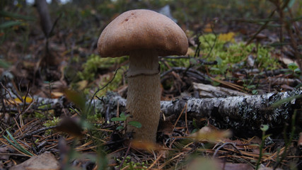 mushrooms. Mushrooming in the woods. I'm off to the woods to find mushrooms. 