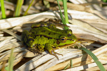 Green frog resting