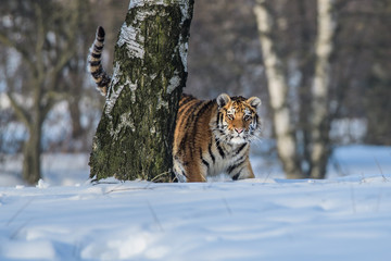 Siberian Tiger in the snow (Panthera tigris altaica)