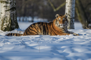 Siberian Tiger in the snow (Panthera tigris altaica)