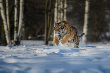 Naklejka na ściany i meble Siberian Tiger in the snow (Panthera tigris altaica)