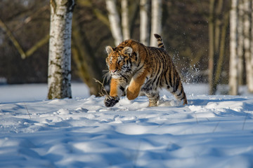 Siberian Tiger in the snow (Panthera tigris altaica)