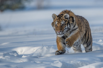Siberian Tiger in the snow (Panthera tigris altaica)