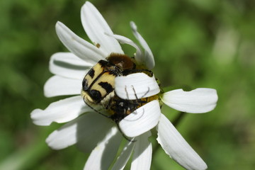 Trichie fasciée (Trichius fasciatus)