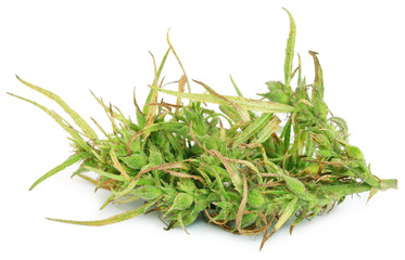 Medicinal cannabis