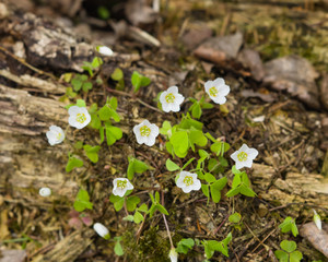 Common Wood Sorrel, Oxalis acetosella, flower macro with leaves defocused, selective focus, shallow DOF