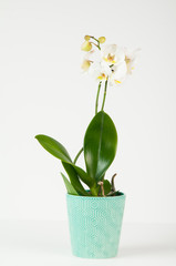 white orchid in a stylish teal coloured container