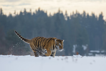 Fototapeta premium Tygrys syberyjski w śniegu (Panthera tigris altaica)