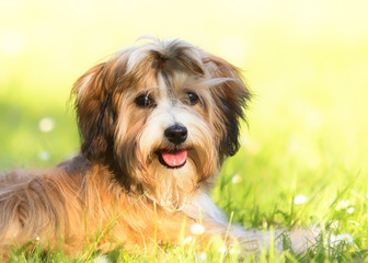 Naklejka na ściany i meble havanese dog in garden meadow