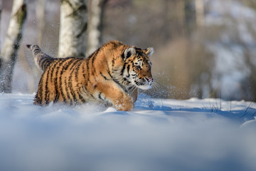 Siberian Tiger in the snow (Panthera tigris altaica)