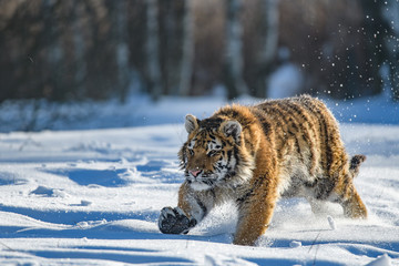 Siberian Tiger in the snow (Panthera tigris altaica)