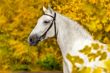 Obraz na płótnie Canvas White horse portrait in autumn yellow forest