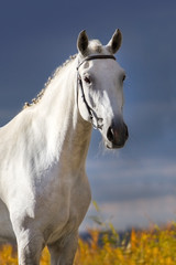 Obraz na płótnie Canvas White horse portrait against dark blue sky