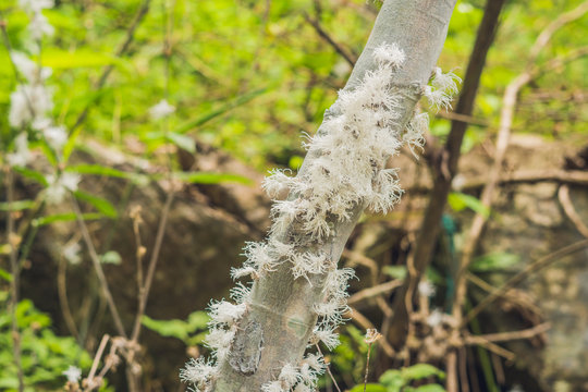 Flatid leaf bug phromnia rosea on a tree's branch in a forest