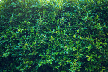 Interesting background of bright green leaves in spring with beautiful light. The concept of ecology