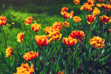 Picturesque meadow with a beautiful blossoming buds of yellow orange tulips. Cute bright background of blooming flowers
