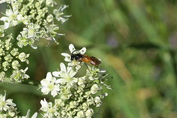 Arge cyanocrocea