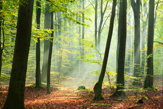 Fototapeta Forest