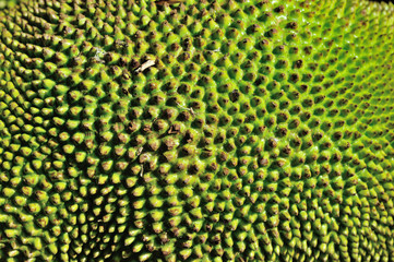 jackfruit background