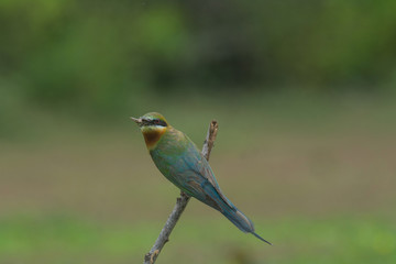 beautiful bird Blue tailed Bee eater