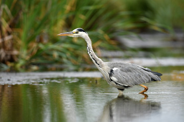 Grey heron (Ardea cinerea)