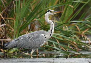 Grey heron (Ardea cinerea)
