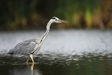Grey heron (Ardea cinerea)