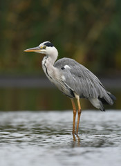Grey heron (Ardea cinerea)