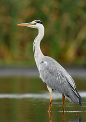 Grey heron (Ardea cinerea)