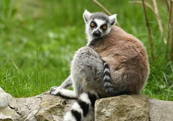 Ring-tailed lemur (Lemur catta)