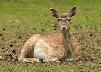 Fallow deer (Dama dama)
