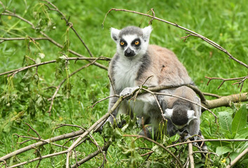 Ring-tailed lemur (Lemur catta)