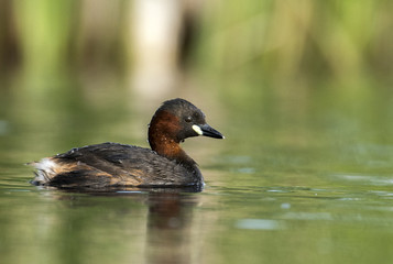 Little grebe (Tachybaptus ruficollis)
