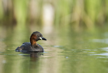 Little grebe (Tachybaptus ruficollis)